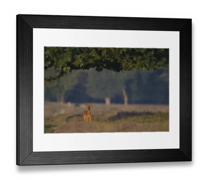 Framed Print : Roe Deer (Capreolus capreolus) buck, standing under oak tree, in heathland at edge of woodland, Netherlands, august Framed Print : Roe Deer (Capreolus capreolus) buck, standing under oak tree, in heathland at edge of woodland, Netherlands, august