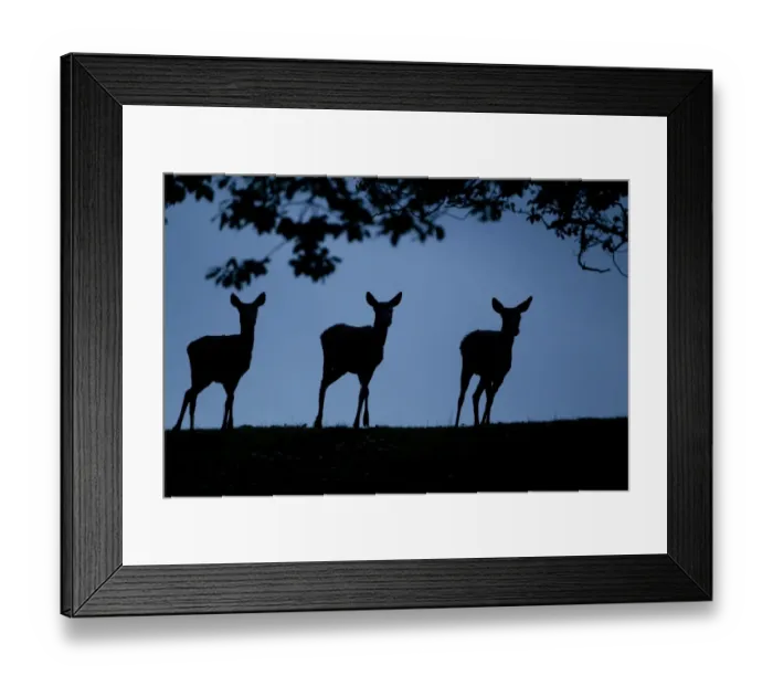 Framed Print : Red Deer (Cervus elaphus) three hinds, silhouetted at dusk, during rutting season, Bradgate Park, Leicestershire, England, november Framed Print : Red Deer (Cervus elaphus) three hinds, silhouetted at dusk, during rutting season, Bradgate Park, Leicestershire, England, november