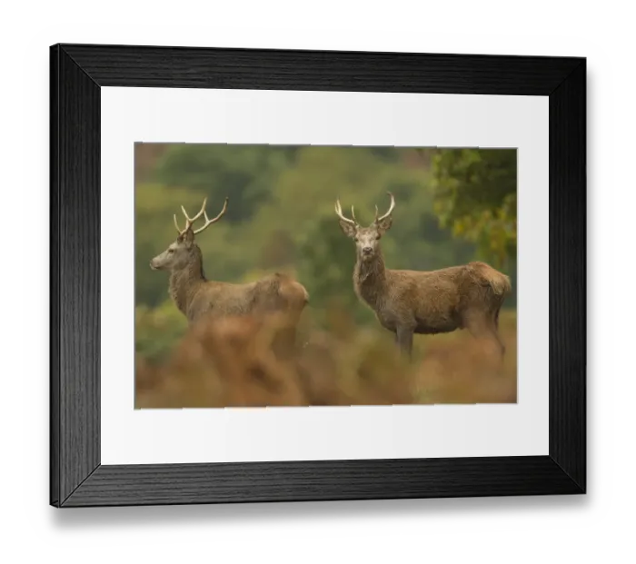 Framed Print : Red Deer (Cervus elaphus) two stags, standing in rainstorm, during rutting season, Bradgate Park, Leicestershire, England, november Framed Print : Red Deer (Cervus elaphus) two stags, standing in rainstorm, during rutting season, Bradgate Park, Leicestershire, England, november