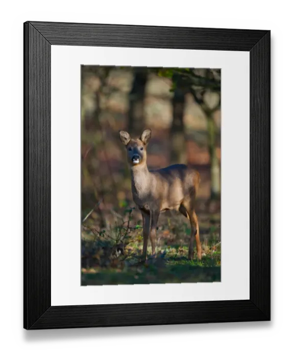 Framed Print : Western Roe Deer (Capreolus capreolus) doe, standing in oak woodland, Norfolk, England, november Framed Print : Western Roe Deer (Capreolus capreolus) doe, standing in oak woodland, Norfolk, England, november
