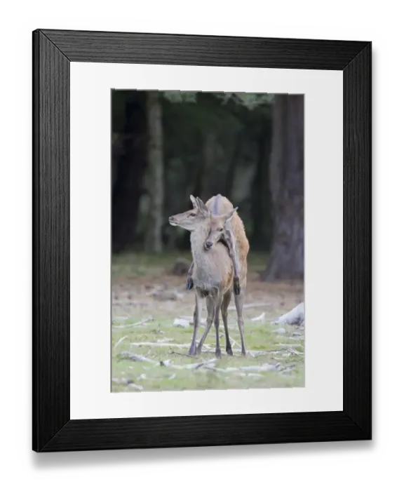Framed Print : Red Deer (Cervus elaphus) hind mounting another hind, bulling behaviour during rutting season, Minsmere RSPB Reserve, Suffolk, England, october