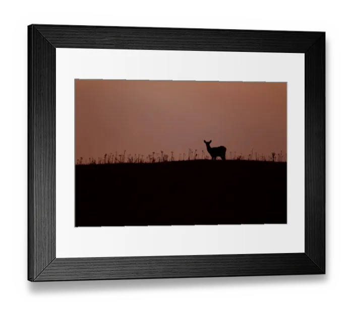 Framed Print : Red Deer (Cervus elaphus) four month old calf, silhouetted st sunset, Minsmere RSPB Reserve, Suffolk, England, october Framed Print : Red Deer (Cervus elaphus) four month old calf, silhouetted st sunset, Minsmere RSPB Reserve, Suffolk, England, october