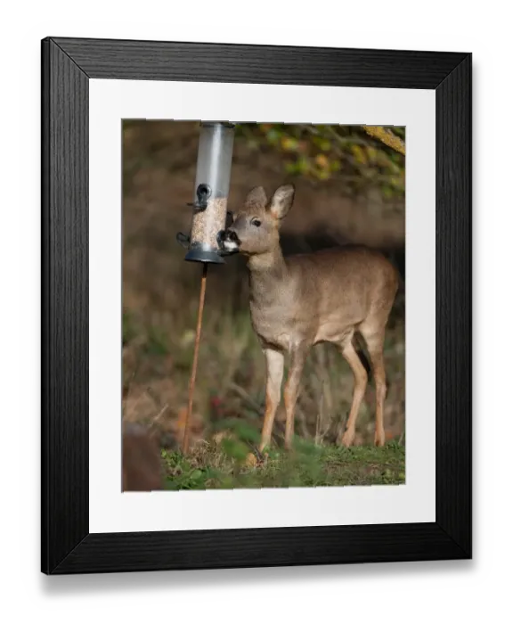 Framed Print : Western Roe Deer (Capreolus capreolus) doe, feeding on seed from birdfeeder in oak woodland, Norfolk, England, november Framed Print : Western Roe Deer (Capreolus capreolus) doe, feeding on seed from birdfeeder in oak woodland, Norfolk, England, november