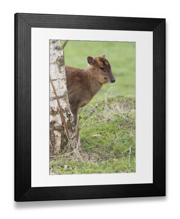 Framed Print : Chinese Muntjac (Muntiacus reevesi) introduced species, immature, standing beside tree, Cambridgeshire, England, march Framed Print : Chinese Muntjac (Muntiacus reevesi) introduced species, immature, standing beside tree, Cambridgeshire, England, march