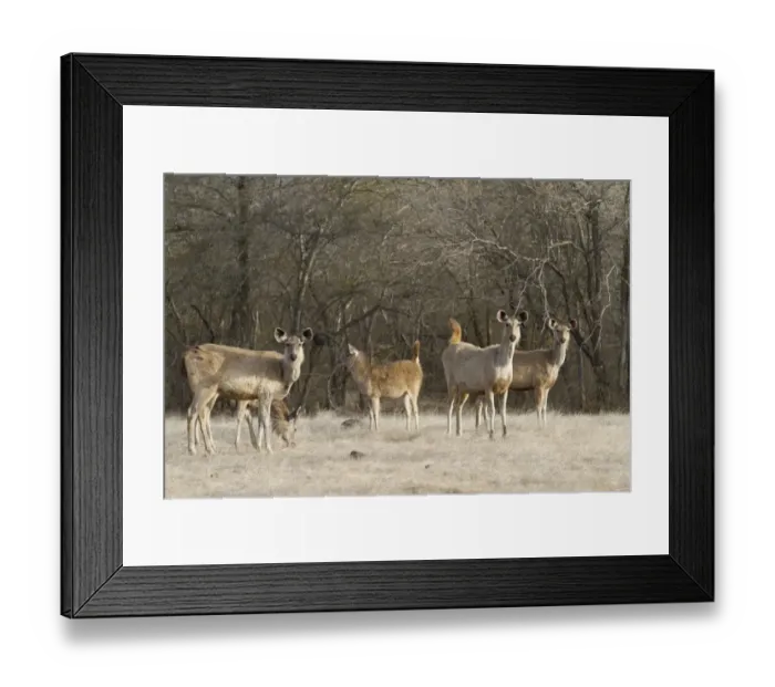 Framed Print : Sambar (Rusa unicolor) adult females and young, standing alert with raised tails at edge of forest, Ranthambore N. P. Rajasthan, India Framed Print : Sambar (Rusa unicolor) adult females and young, standing alert with raised tails at edge of forest, Ranthambore N. P. Rajasthan, India