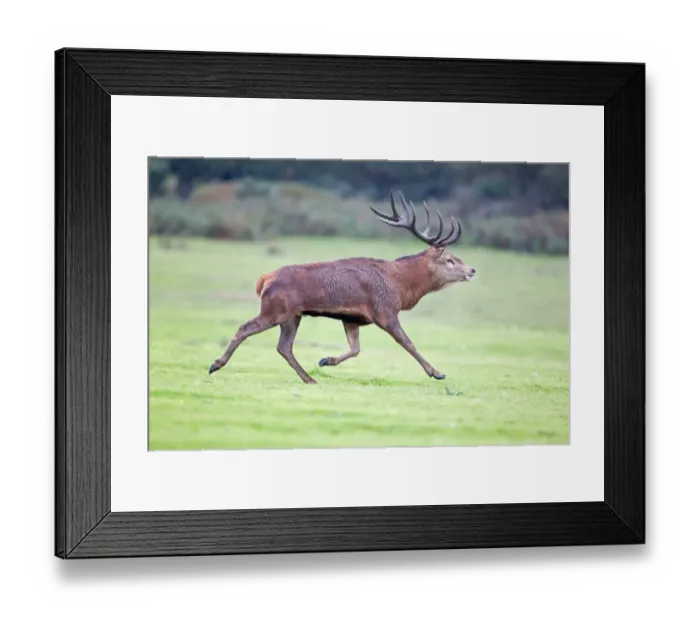 Framed Print : Red Deer (Cervus elaphus) stag, running, during rutting season, Minsmere RSPB Reserve, Suffolk, England, october Framed Print : Red Deer (Cervus elaphus) stag, running, during rutting season, Minsmere RSPB Reserve, Suffolk, England, october