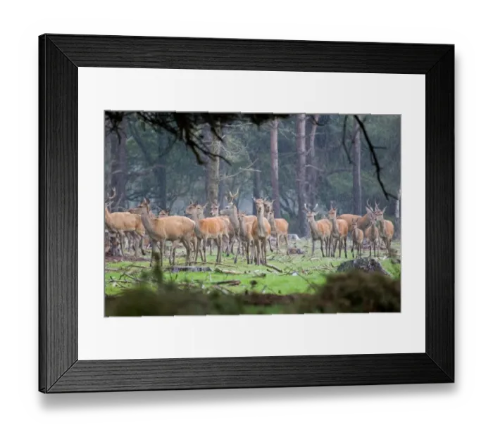 Framed Print : Red Deer (Cervus elaphus) stags, hinds and calves, herd in rain, during rutting season, Minsmere RSPB Reserve, Suffolk, England, october Framed Print : Red Deer (Cervus elaphus) stags, hinds and calves, herd in rain, during rutting season, Minsmere RSPB Reserve, Suffolk, England, october