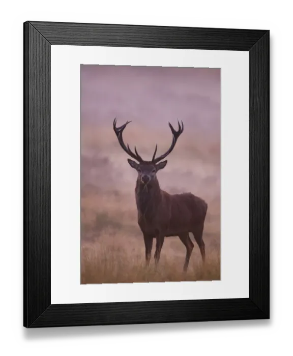 Framed Print : Red Deer (Cervus elaphus) stag, standing in mist at dawn during rutting season, Minsmere RSPB Reserve, Suffolk, England, october Framed Print : Red Deer (Cervus elaphus) stag, standing in mist at dawn during rutting season, Minsmere RSPB Reserve, Suffolk, England, october