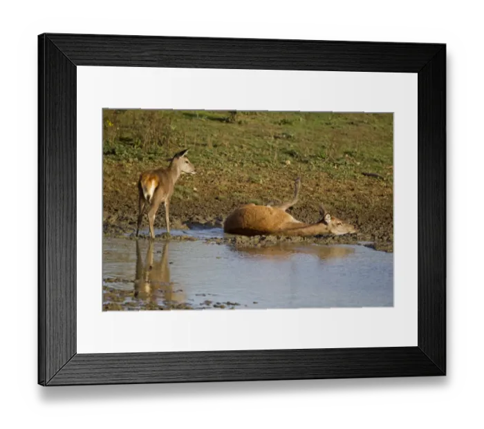 Framed Print : Red Deer (Cervus elaphus) hind with calf, wallowing in mud, during rutting season, Minsmere RSPB Reserve, Suffolk, England, october Framed Print : Red Deer (Cervus elaphus) hind with calf, wallowing in mud, during rutting season, Minsmere RSPB Reserve, Suffolk, England, october