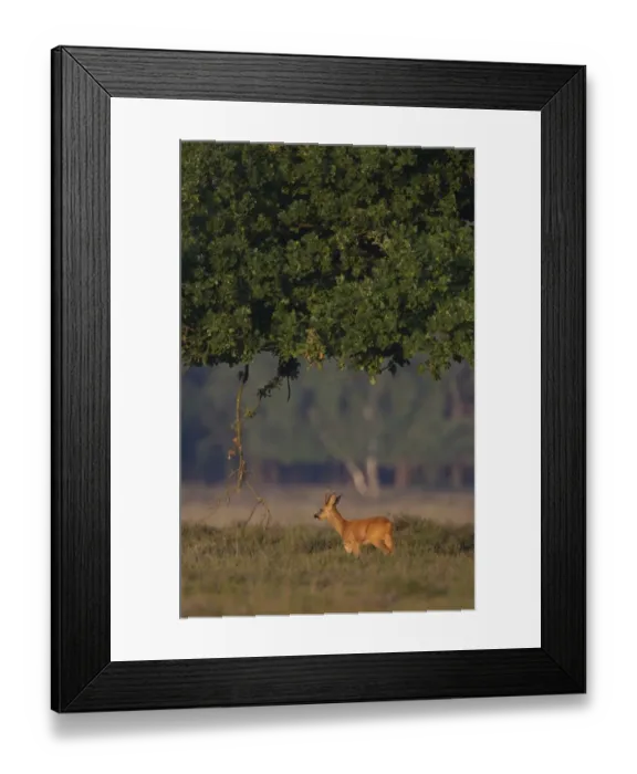 Framed Print : Roe Deer (Capreolus capreolus) buck, standing under oak tree, in heathland at edge of woodland, Netherlands, august Framed Print : Roe Deer (Capreolus capreolus) buck, standing under oak tree, in heathland at edge of woodland, Netherlands, august