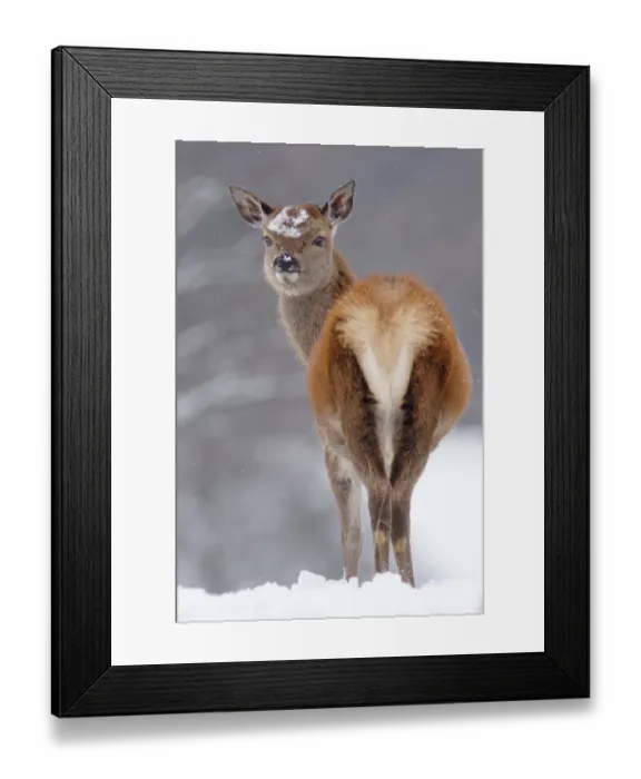 Framed Print : Red Deer (Cervus elaphus) hind, standing in heavy snow, Yorkshire, England, december Framed Print : Red Deer (Cervus elaphus) hind, standing in heavy snow, Yorkshire, England, december