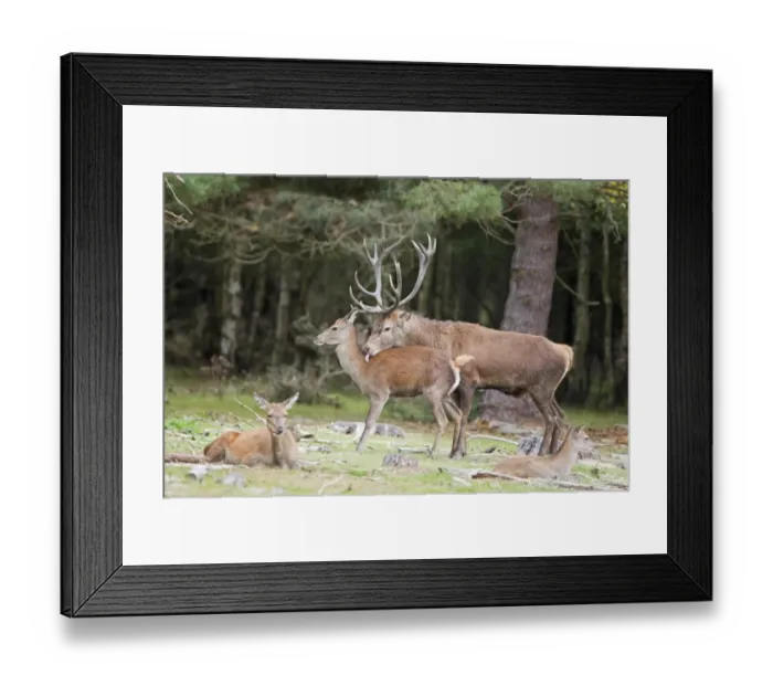 Framed Print : Red Deer (Cervus elaphus) adult pair, stag licking hind during rutting season, Minsmere RSPB Reserve, Suffolk, England, october