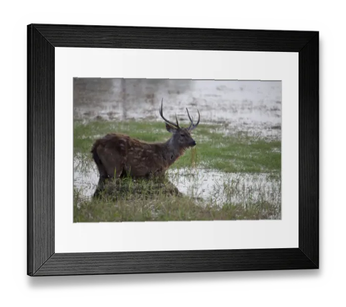 Framed Print : Sambar (Rusa unicolor) adult male, feeding on plants in water, Ranthambore N. P. Rajasthan, India