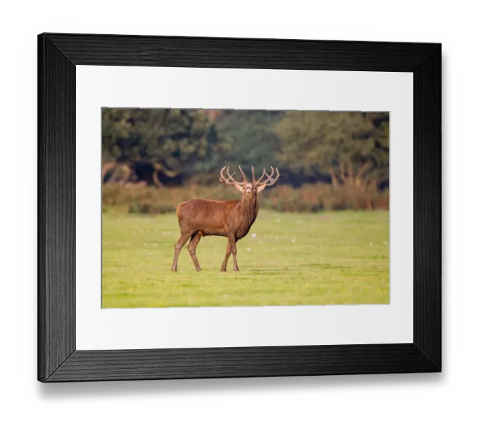 Framed Print : Red Deer (Cervus elaphus) stag, in flehmen response, during rutting season, Minsmere RSPB Reserve, Suffolk, England, october Framed Print : Red Deer (Cervus elaphus) stag, in flehmen response, during rutting season, Minsmere RSPB Reserve, Suffolk, England, october