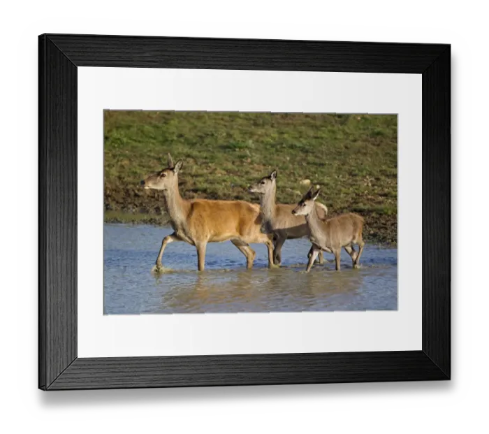 Framed Print : Red Deer (Cervus elaphus) hind with two calves, wading in pool, during rutting season, Minsmere RSPB Reserve, Suffolk, England, october