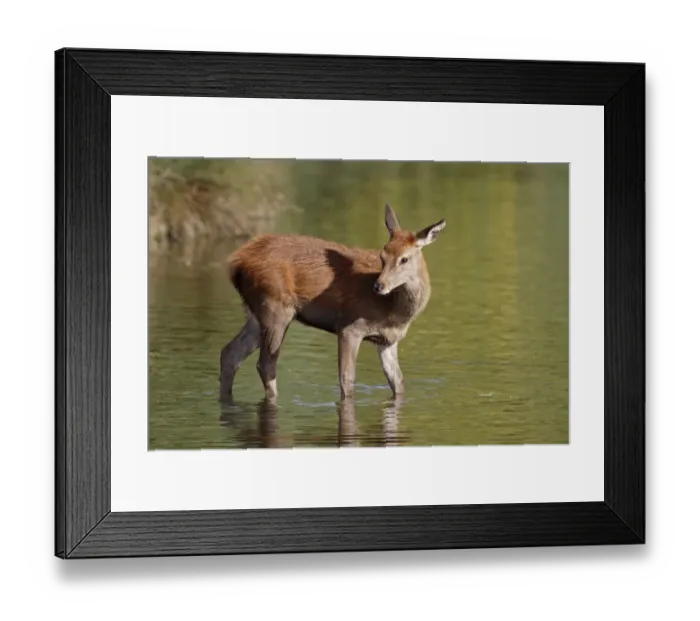 Framed Print : Red Deer (Cervus elaphus) calf, standing in water, England, october Framed Print : Red Deer (Cervus elaphus) calf, standing in water, England, october