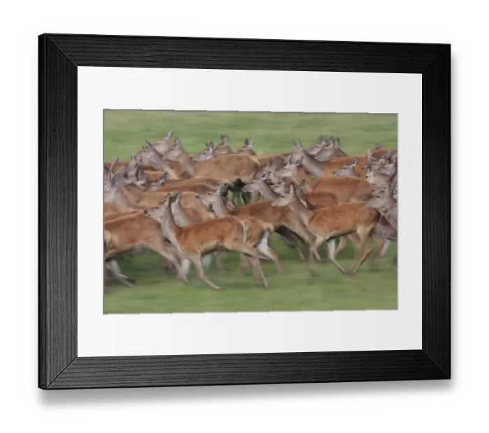 Framed Print : Red Deer (Cervus elaphus) hinds and immature stags, herd running, blurred movement, Studley Royal Deer Park, Studley Roger, North Yorkshire, England, september Framed Print : Red Deer (Cervus elaphus) hinds and immature stags, herd running, blurred movement, Studley Royal Deer Park, Studley Roger, North Yorkshire, England, september