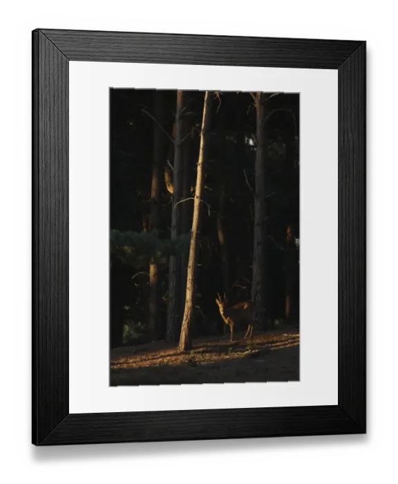 Framed Print : Western Roe Deer (Capreolus capreolus) buck, standing in conifer forest, in evening sunshine, Surrey, England, october Framed Print : Western Roe Deer (Capreolus capreolus) buck, standing in conifer forest, in evening sunshine, Surrey, England, october