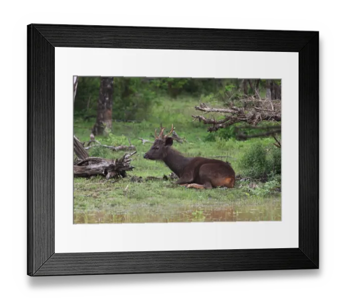 Framed Print : Sambar (Cervus unicolor) immature male, resting in wet woodland, Yala N. P. Sri Lanka, december Framed Print : Sambar (Cervus unicolor) immature male, resting in wet woodland, Yala N. P. Sri Lanka, december