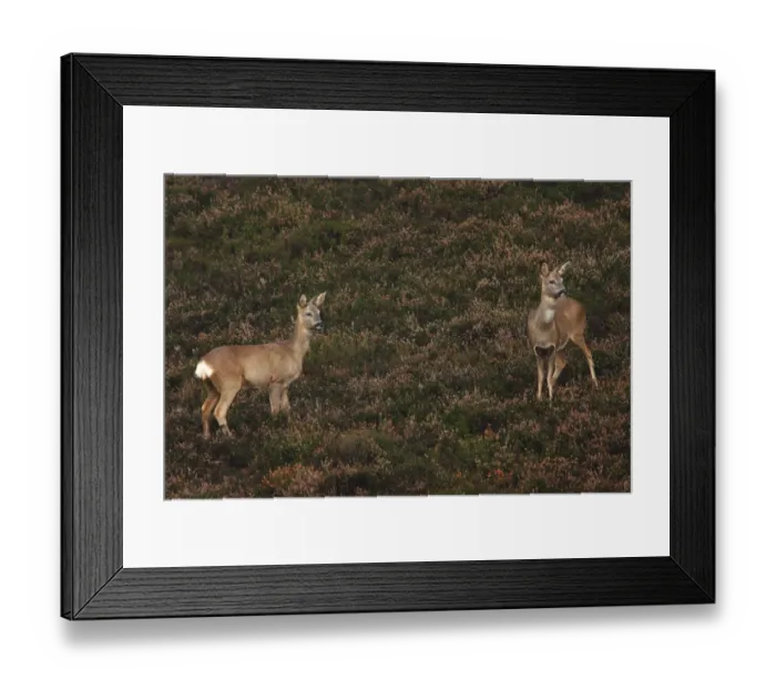 Framed Print : Western Roe Deer (Capreolus capreolus) two does, standing amongst heather on heathland, Surrey, England, december Framed Print : Western Roe Deer (Capreolus capreolus) two does, standing amongst heather on heathland, Surrey, England, december
