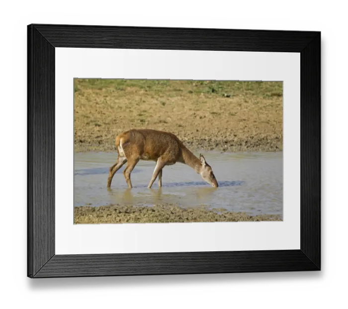 Framed Print : Red Deer (Cervus elaphus) hind, drinking, during rutting season, Minsmere RSPB Reserve, Suffolk, England, october Framed Print : Red Deer (Cervus elaphus) hind, drinking, during rutting season, Minsmere RSPB Reserve, Suffolk, England, october