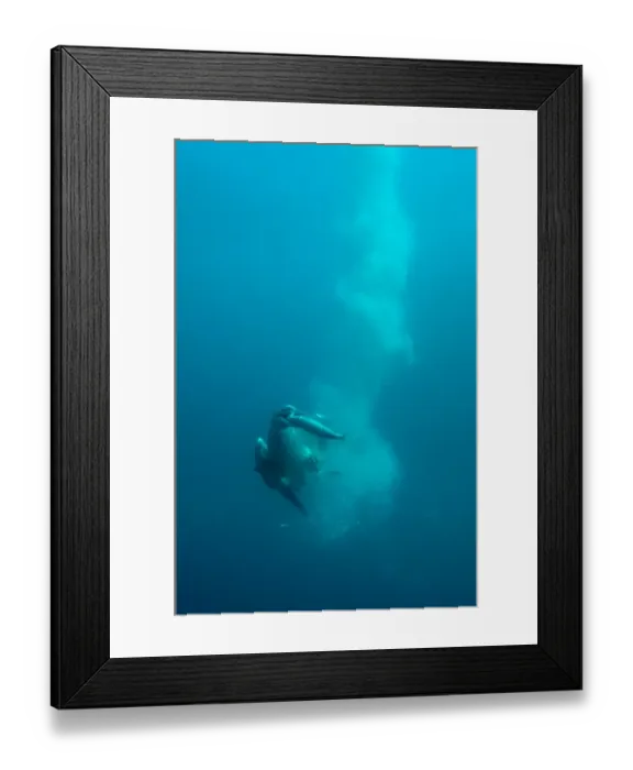 Framed Print : Cape Gannet (Morus capensis) adult, diving underwater and feeding on baitball school of small bait fish, offshore Port St. Johns, Wild Coast, Eastern Cape (Transkei), South Africa Framed Print : Cape Gannet (Morus capensis) adult, diving underwater and feeding on baitball school of small bait fish, offshore Port St. Johns, Wild Coast, Eastern Cape (Transkei), South Africa