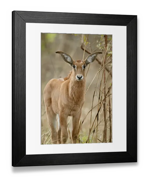 Framed Print : Roan Antelope (Hippotragus equinus) calf, standing in dry woodland, Fatalah Reserve, Senegal, january Framed Print : Roan Antelope (Hippotragus equinus) calf, standing in dry woodland, Fatalah Reserve, Senegal, january