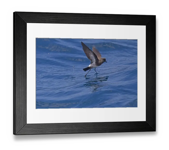 Framed Print : New Zealand Storm-petrel (Oceanites maorianus) adult, in flight over sea, feeding at surface of water, New Zealand, november Framed Print : New Zealand Storm-petrel (Oceanites maorianus) adult, in flight over sea, feeding at surface of water, New Zealand, november