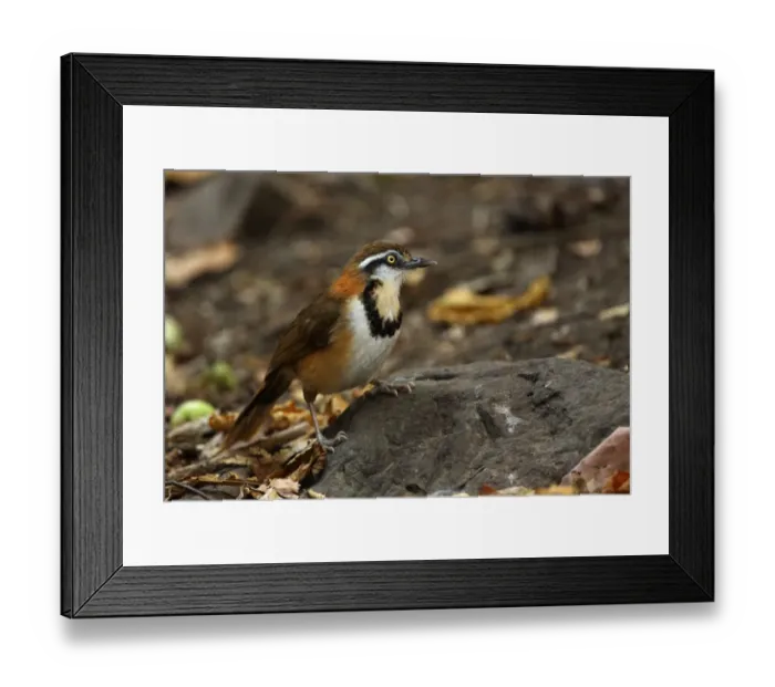 Framed Print : Lesser Necklaced Laughingthrush (Garrulax monileger) adult, standing on rock, Kaeng Krachan N. P. Thailand, february Framed Print : Lesser Necklaced Laughingthrush (Garrulax monileger) adult, standing on rock, Kaeng Krachan N. P. Thailand, february