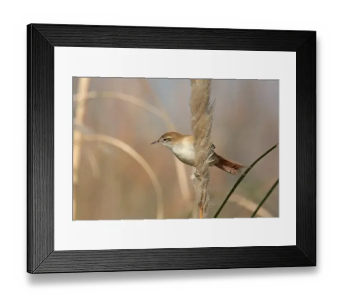 Framed Print : Sulphur-bearded Spinetail (Cranioleuca sulphurifera) adult, perched on seedhead, Argentina, april Framed Print : Sulphur-bearded Spinetail (Cranioleuca sulphurifera) adult, perched on seedhead, Argentina, april