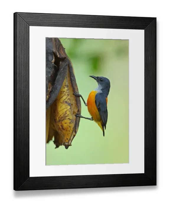 Framed Print : Orange-bellied Flowerpecker (Dicaeum trigonostigma rubropygium) adult male, feeding on over-ripe bananas, Thailand, february