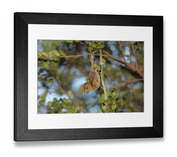 Framed Print : Des Murs's Wiretail (Sylviorthorhynchus desmursii) adult, clinging to stem, Llao Llao, Neuquen, Argentina, october Framed Print : Des Murs's Wiretail (Sylviorthorhynchus desmursii) adult, clinging to stem, Llao Llao, Neuquen, Argentina, october