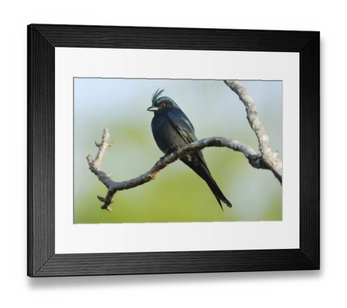 Framed Print : Crested Drongo (Dicrurus forficatus) adult, perched on branch in gallery forest, Berenty Nature Reserve, Southern Madagascar, august