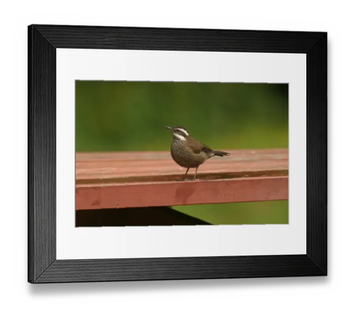 Framed Print : Dark-bellied Cinclodes (Cinclodes patagonicus) adult, standing on bench, Puyhuehue N. P. Central Chile, november Framed Print : Dark-bellied Cinclodes (Cinclodes patagonicus) adult, standing on bench, Puyhuehue N. P. Central Chile, november