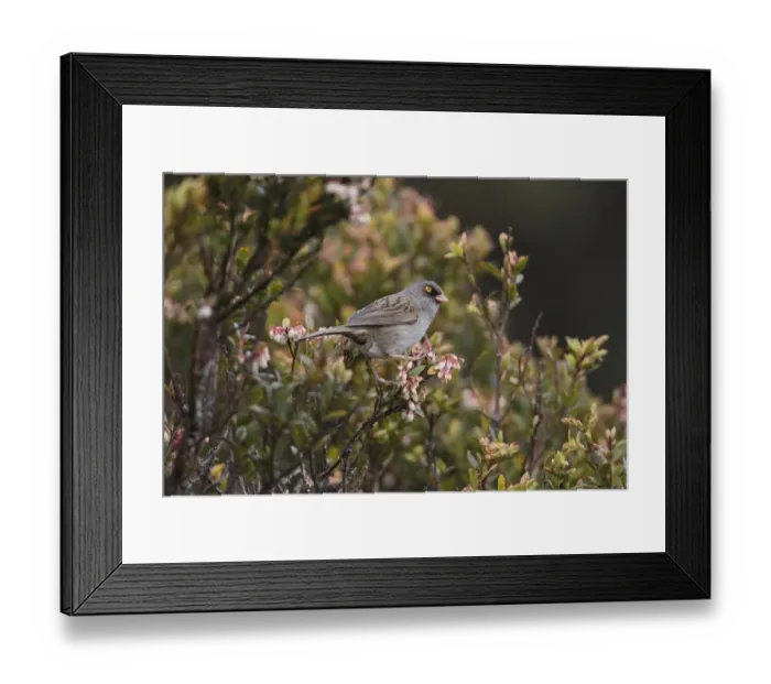 Framed Print : Volcano Junco (Junco vulcani) adult, perched in flowering bush, Costa Rica, february Framed Print : Volcano Junco (Junco vulcani) adult, perched in flowering bush, Costa Rica, february