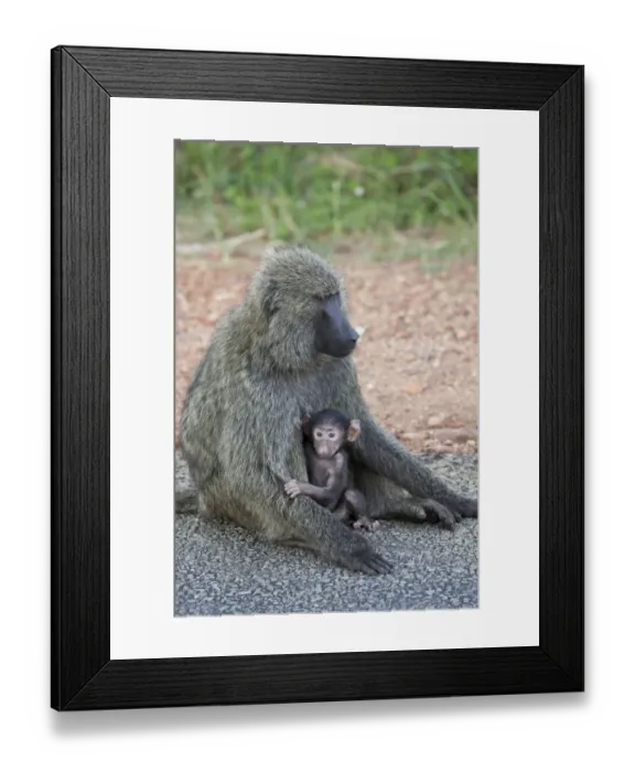 Framed Print : Olive Baboon (Papio anubis) adult female with young, sitting on ground, Uganda Framed Print : Olive Baboon (Papio anubis) adult female with young, sitting on ground, Uganda