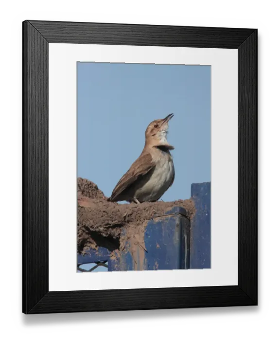 Framed Print : Rufous Hornero (Furnarius rufus) adult, singing, perched on foundations of mud nest, Vicente Lopez, Buenos Aires Province, Argentina, september Framed Print : Rufous Hornero (Furnarius rufus) adult, singing, perched on foundations of mud nest, Vicente Lopez, Buenos Aires Province, Argentina, september