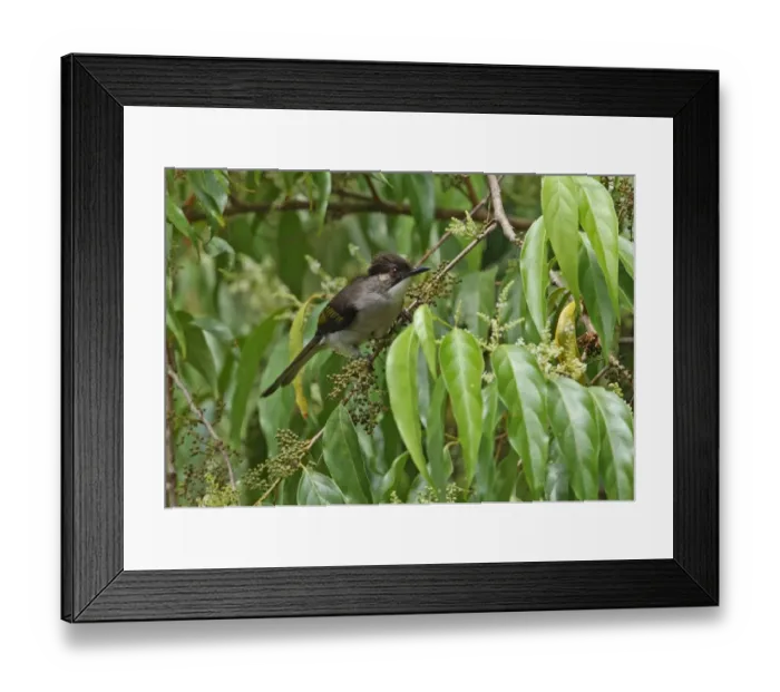 Framed Print : Ashy Bulbul (Hemixos flavala) adult, perched in fruiting tree, Kaeng Krachan N. P. Thailand, november