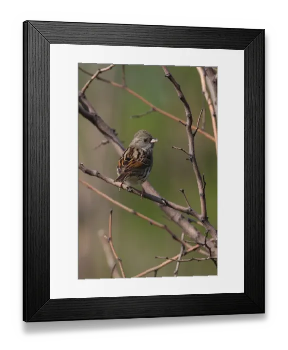 Framed Print : Black-faced Bunting (Emberiza spodocephala) adult male, perched on twig, Hebei, China, may Framed Print : Black-faced Bunting (Emberiza spodocephala) adult male, perched on twig, Hebei, China, may