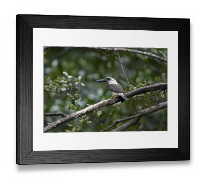 Framed Print : Great-billed Kingfisher (Pelargopsis melanorhyncha) adult, perched on branch, Sulawesi, Indonesia