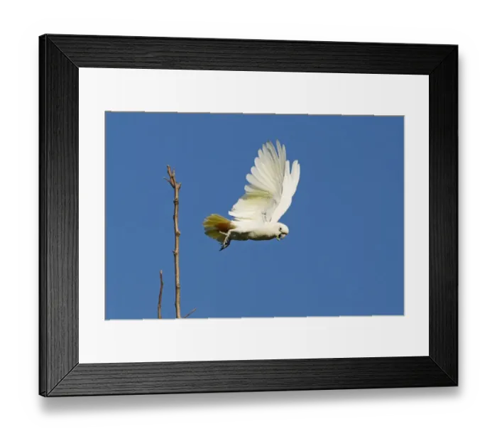 Framed Print : Red-vented Cockatoo (Cacatua haematuropygia) adult, in flight, taking off from branch, Narra, Palawan Island, Philippines Framed Print : Red-vented Cockatoo (Cacatua haematuropygia) adult, in flight, taking off from branch, Narra, Palawan Island, Philippines