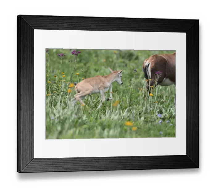 Framed Print : Blesbok (Damaliscus dorcas phillipsi) calf, running, following mother, Malolotja Nature Reserve, Swaziland Framed Print : Blesbok (Damaliscus dorcas phillipsi) calf, running, following mother, Malolotja Nature Reserve, Swaziland
