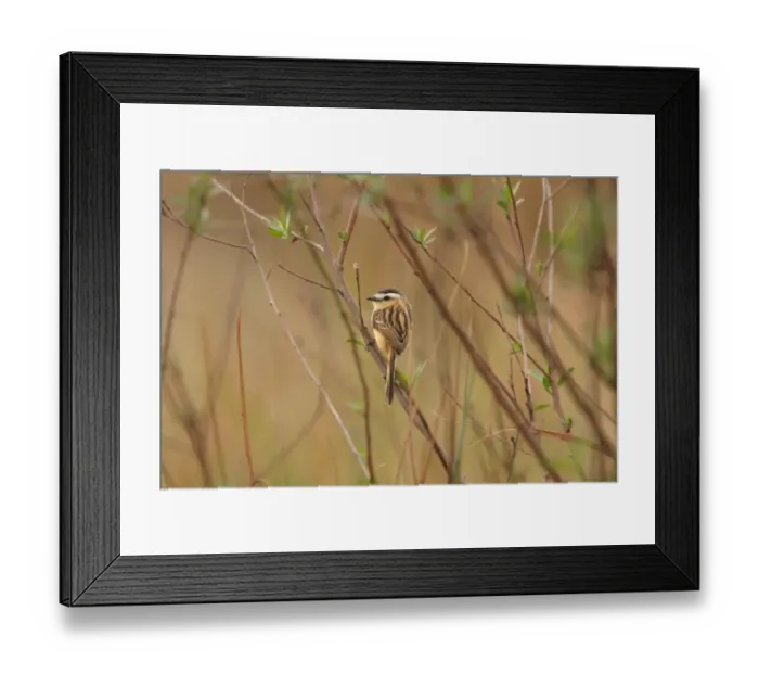 Framed Print : Sharp-tailed Grass-tyrant (Culicivora caudacuta) adult, perched on twig, El Bagual, Formosa, Argentina, august Framed Print : Sharp-tailed Grass-tyrant (Culicivora caudacuta) adult, perched on twig, El Bagual, Formosa, Argentina, august