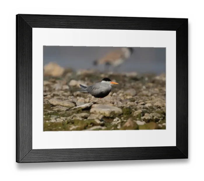 Framed Print : Black-bellied Tern (Sterna acuticauda) adult, standing on riverbank, Chambal River, Uttar Pradesh, India, january Framed Print : Black-bellied Tern (Sterna acuticauda) adult, standing on riverbank, Chambal River, Uttar Pradesh, India, january