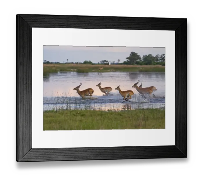 Framed Print : Red Lechwe (Kobus leche leche) adult and immature males, herd running and jumping in wetland habitat, Okavango Delta, Botswana Framed Print : Red Lechwe (Kobus leche leche) adult and immature males, herd running and jumping in wetland habitat, Okavango Delta, Botswana