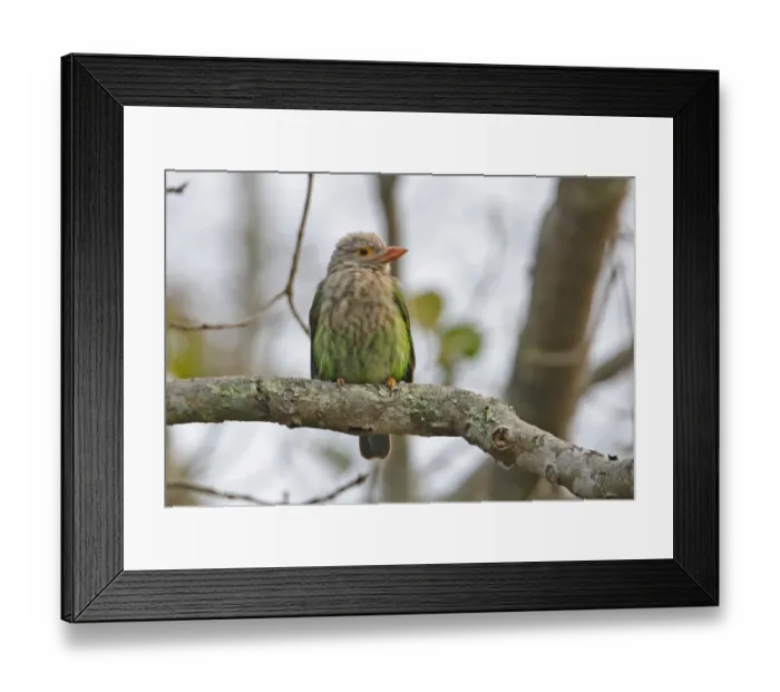 Framed Print : Lineated Barbet (Megalaima lineata hodgsoni) adult, perched on branch, Kaziranga N. P. Assam, India, january Framed Print : Lineated Barbet (Megalaima lineata hodgsoni) adult, perched on branch, Kaziranga N. P. Assam, India, january