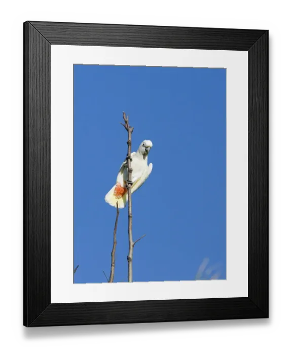 Framed Print : Red-vented Cockatoo (Cacatua haematuropygia) adult, perched on branch, Narra, Palawan Island, Philippines