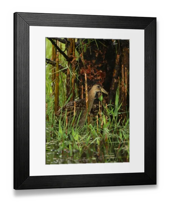 Framed Print : Watercock (Gallicrex cinerea) adult male, non-breeding plumage, wading in marsh, Sri Lanka, december Framed Print : Watercock (Gallicrex cinerea) adult male, non-breeding plumage, wading in marsh, Sri Lanka, december