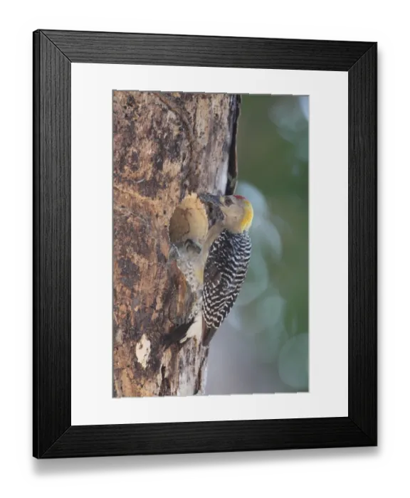 Framed Print : Hoffmann's Woodpecker (Melanerpes hoffmannii) adult male, excavating nesthole in tree trunk, Costa Rica, february Framed Print : Hoffmann's Woodpecker (Melanerpes hoffmannii) adult male, excavating nesthole in tree trunk, Costa Rica, february