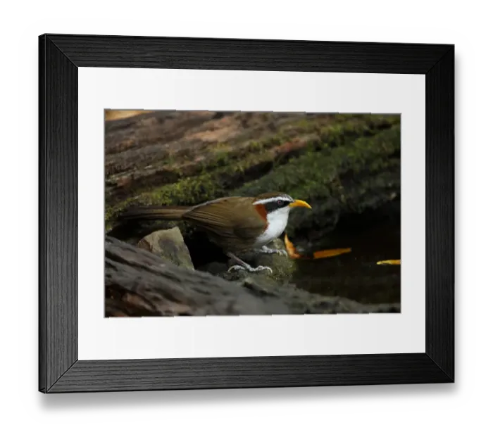 Framed Print : White-browed Scimitar-babbler (Pomatorhinus schisticeps) adult, standing at edge of forest pool, Kaeng Krachan N. P. Thailand, february Framed Print : White-browed Scimitar-babbler (Pomatorhinus schisticeps) adult, standing at edge of forest pool, Kaeng Krachan N. P. Thailand, february